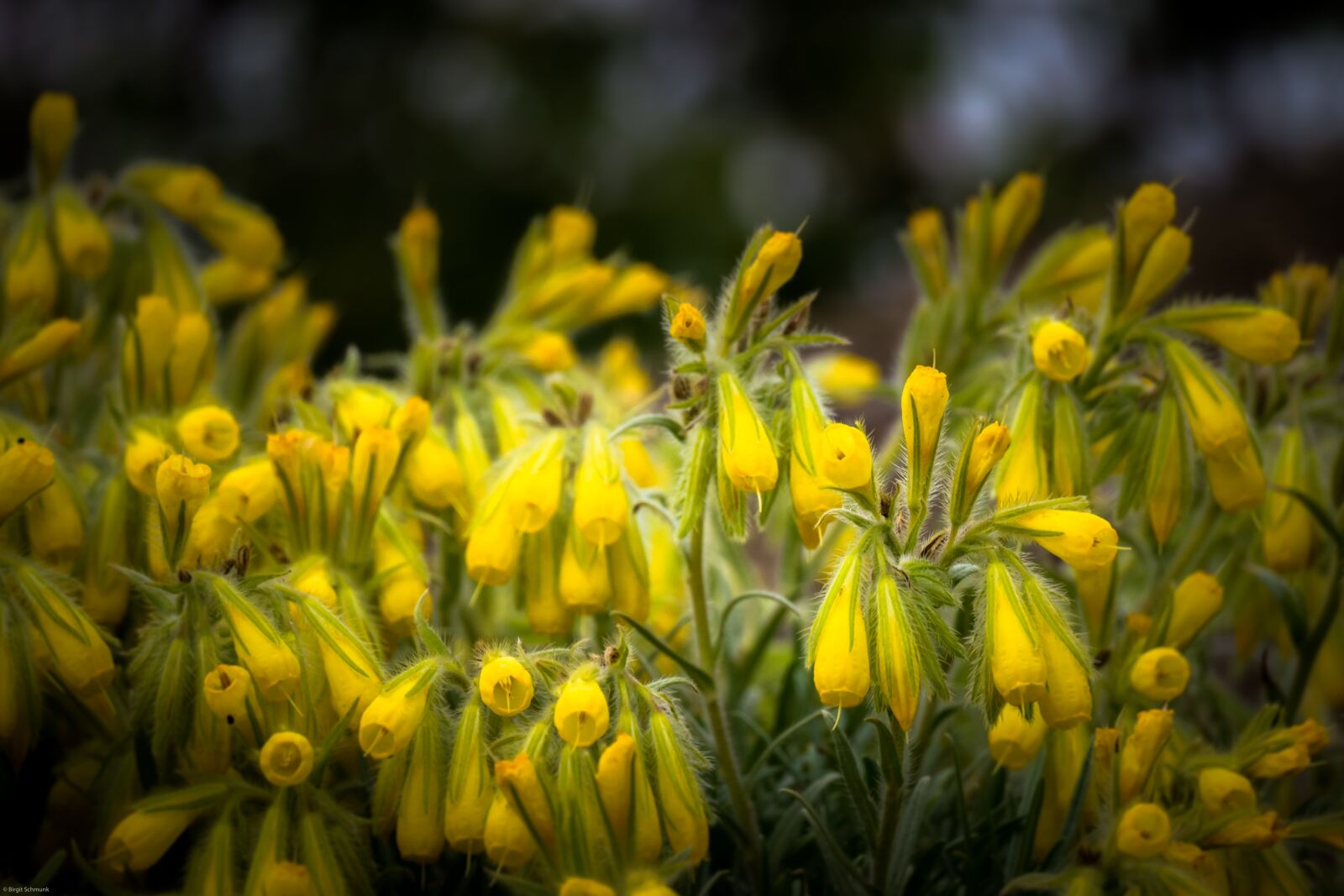 Panasonic Lumix DMC-G5 sample photo. Wild flowers, yellow, nature photography