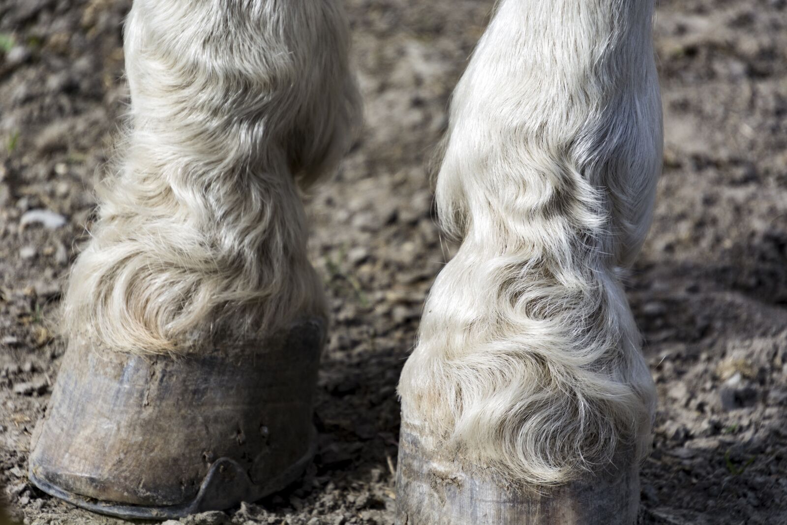 Nikon D5200 sample photo. Horse feet, nature, animal photography
