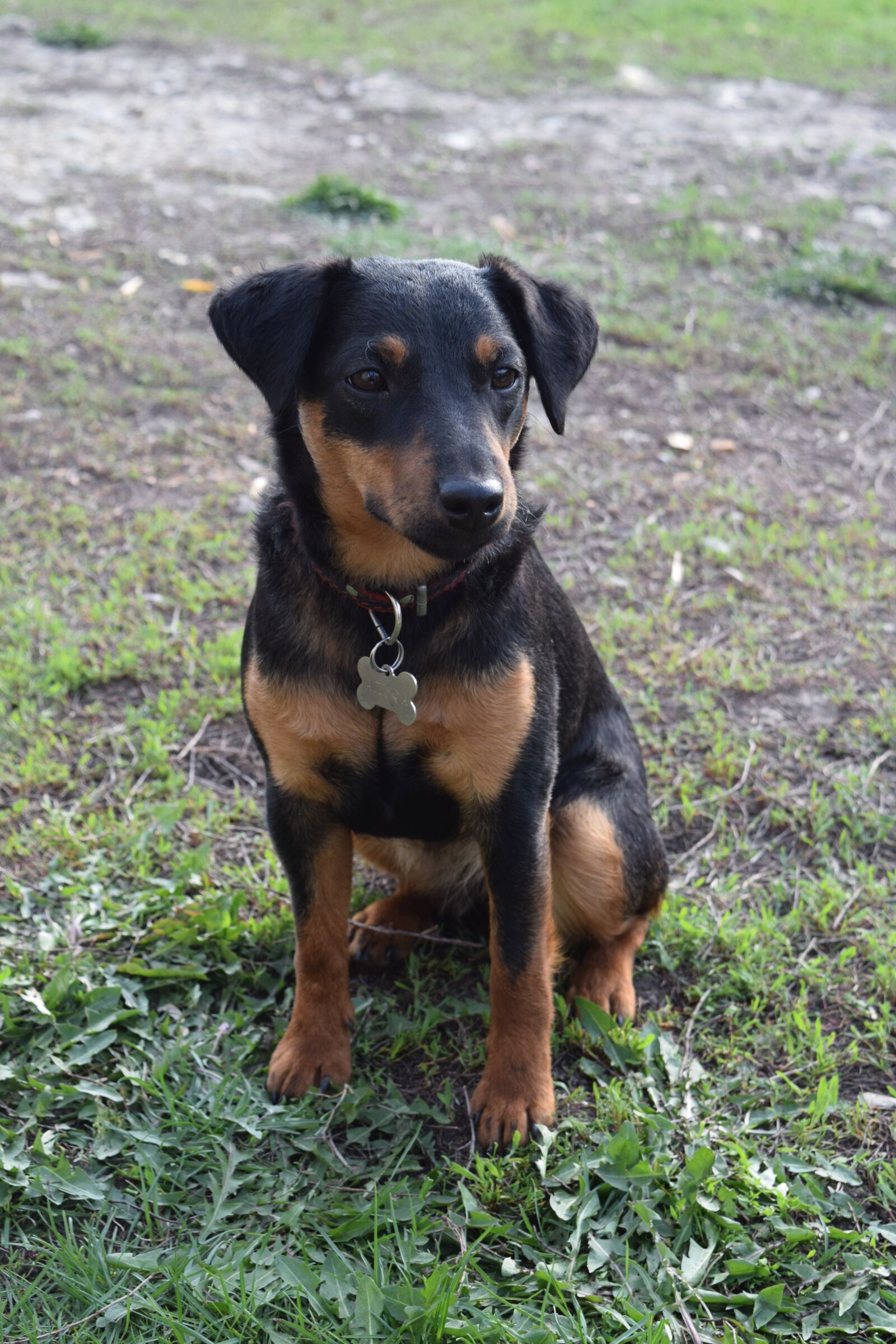 Nikon D5300 sample photo. Dog, pet, kindness photography