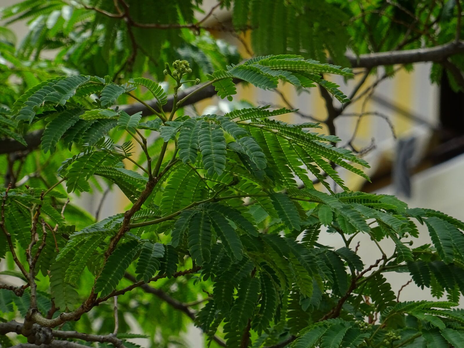 Sony DSC-HX60 sample photo. Fern, plant, texture photography