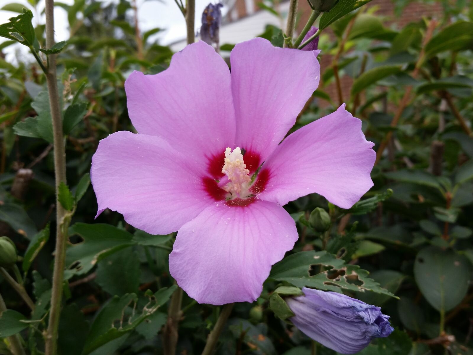 Samsung Galaxy S5 sample photo. Flower, pink, stem photography