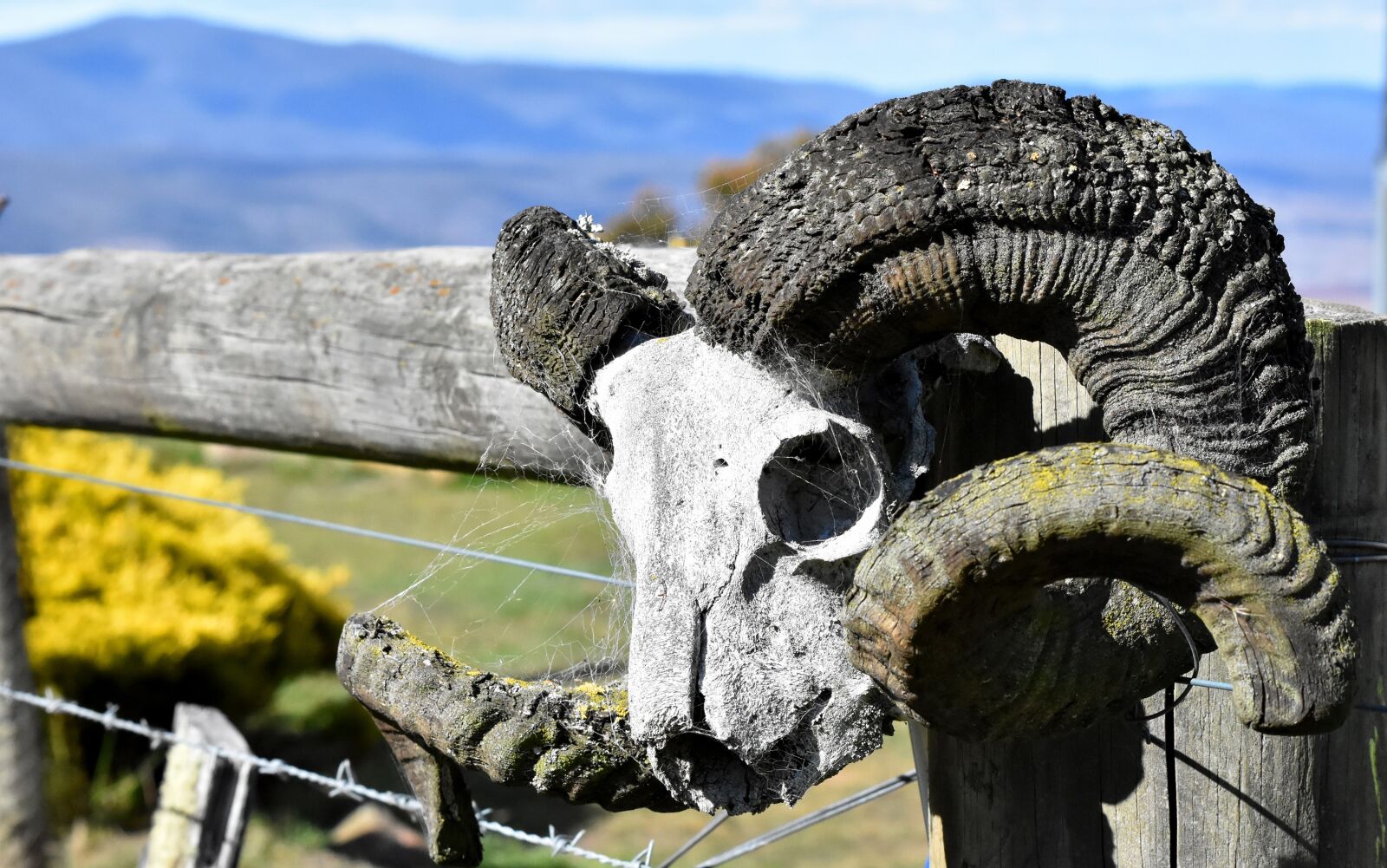 Nikon D7200 sample photo. Farm, skull, ram photography