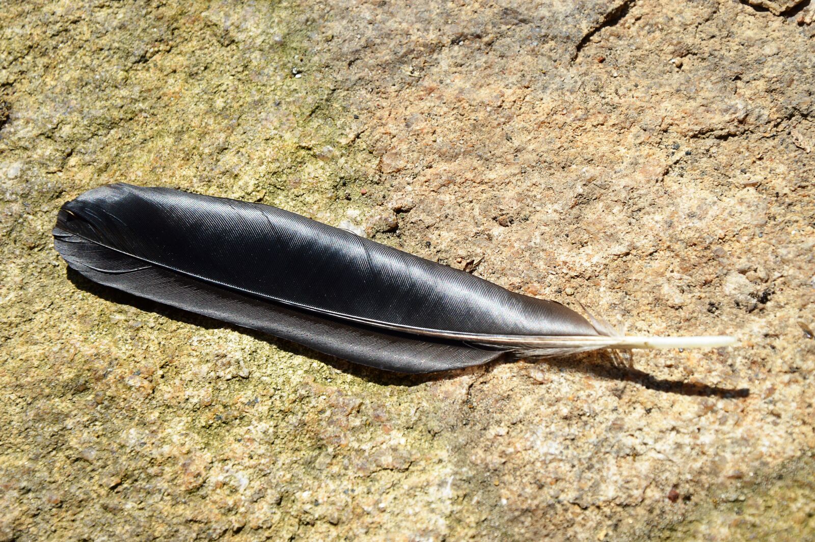 Nikon D3200 sample photo. Feather, black, glazed includes photography