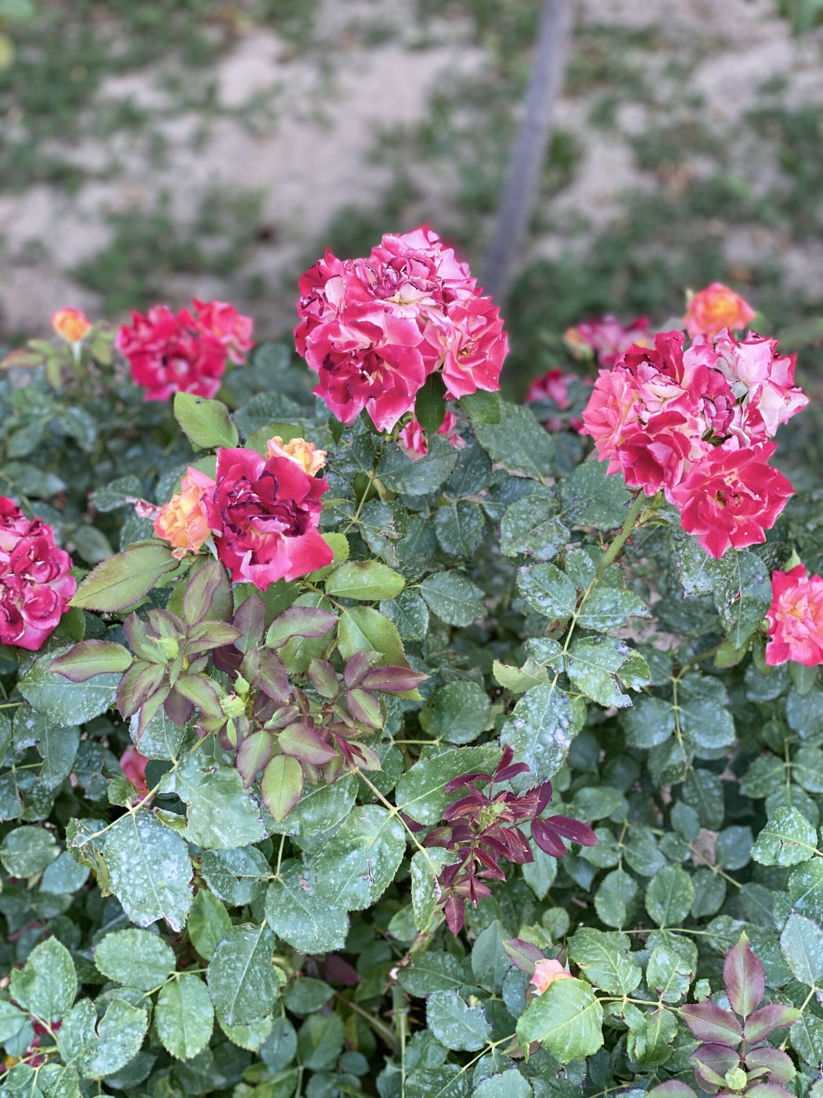 Apple iPhone 11 Pro Max sample photo. Rose, flowers, love photography