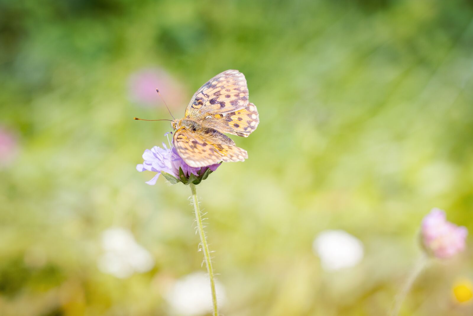 Nikon D7100 sample photo. Medium-sized fritillary, argynnis niobe photography