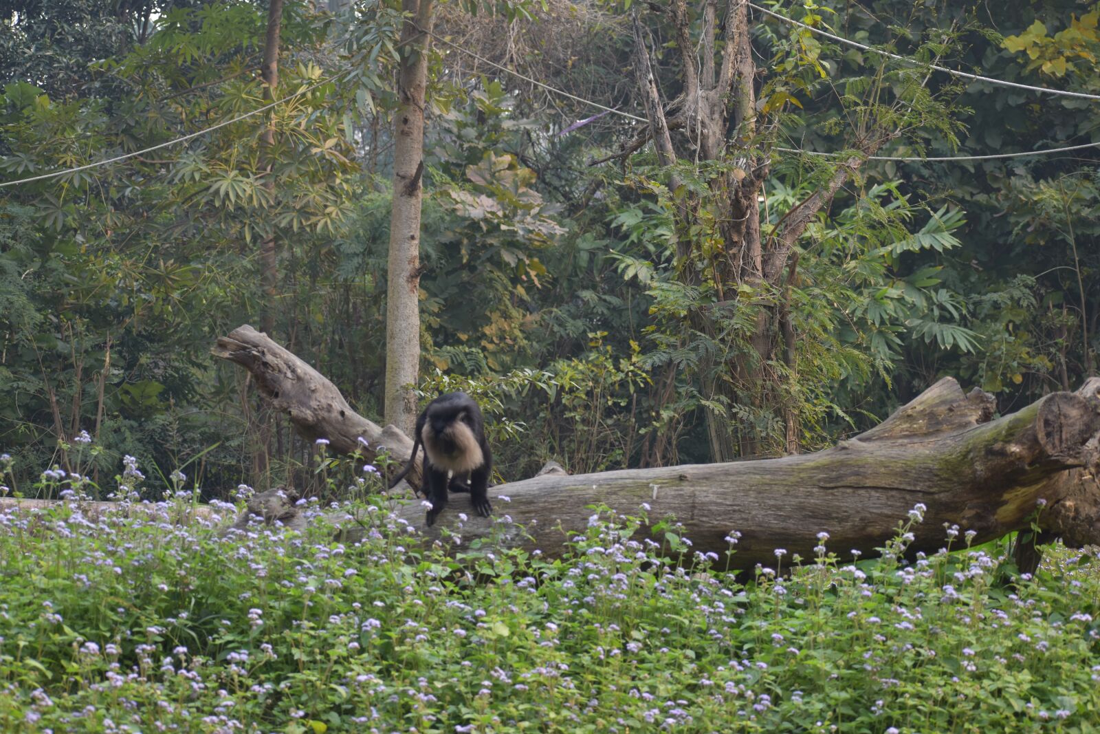 Nikon D5600 sample photo. Nature, animal, tree photography
