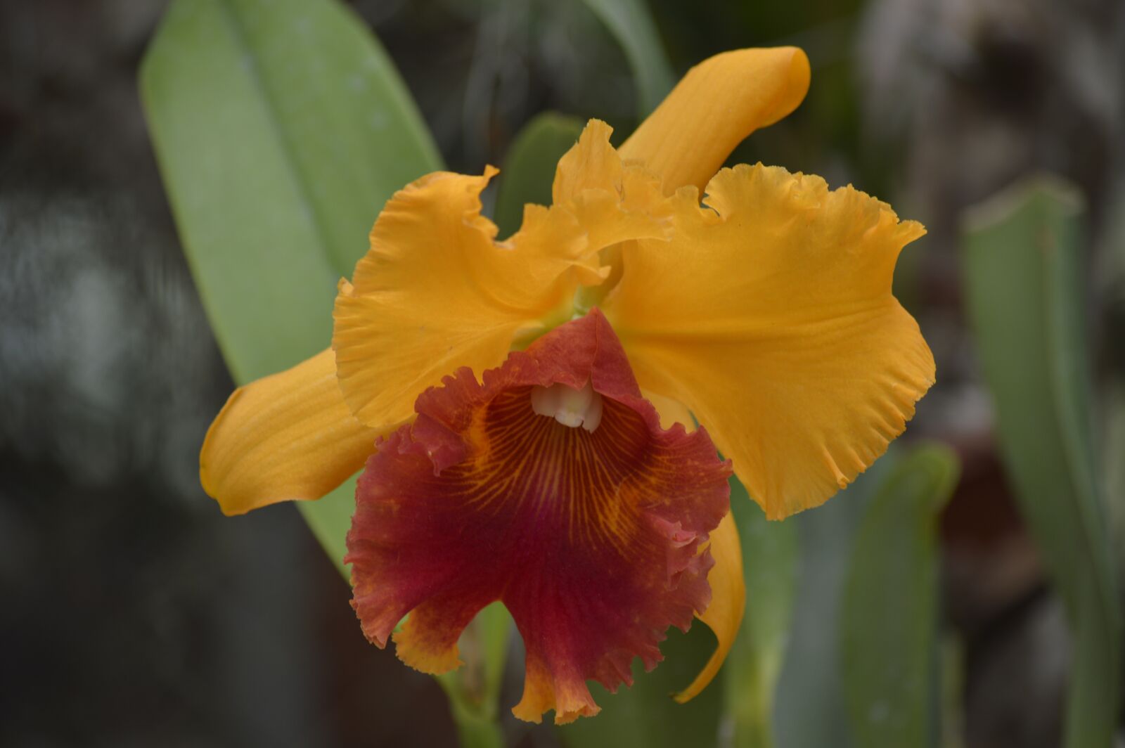 Nikon D3200 sample photo. Cartago, costa rica, orchid photography