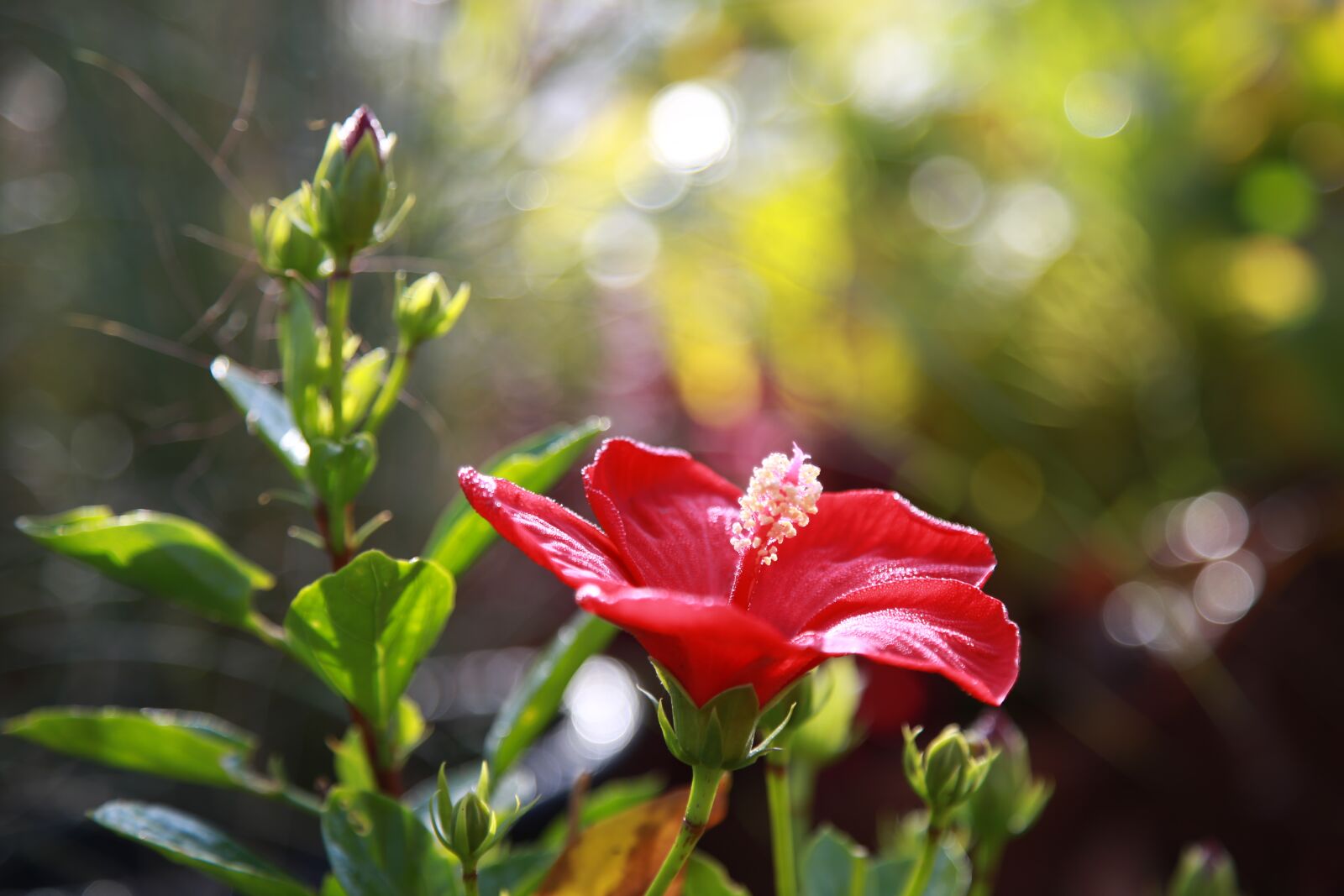 Canon EOS 6D + Canon EF 24-105mm F4L IS USM sample photo. Flowers, plants, nature photography