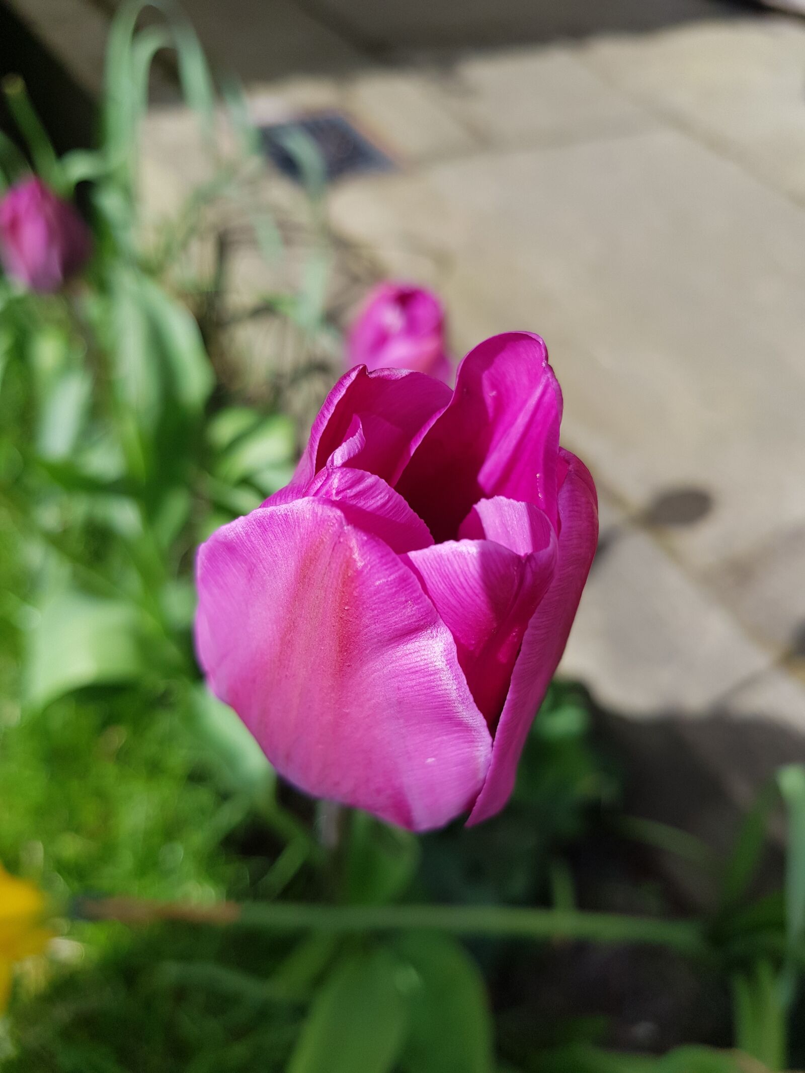 Samsung Galaxy S8+ sample photo. Flower, nature, flora photography