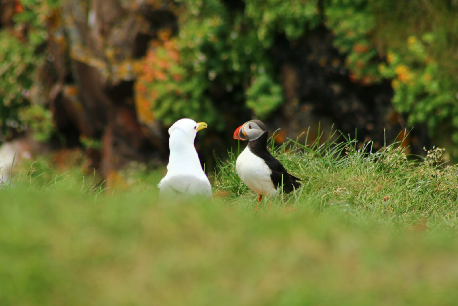 Canon EOS 70D sample photo. Birds, talk, bird photography