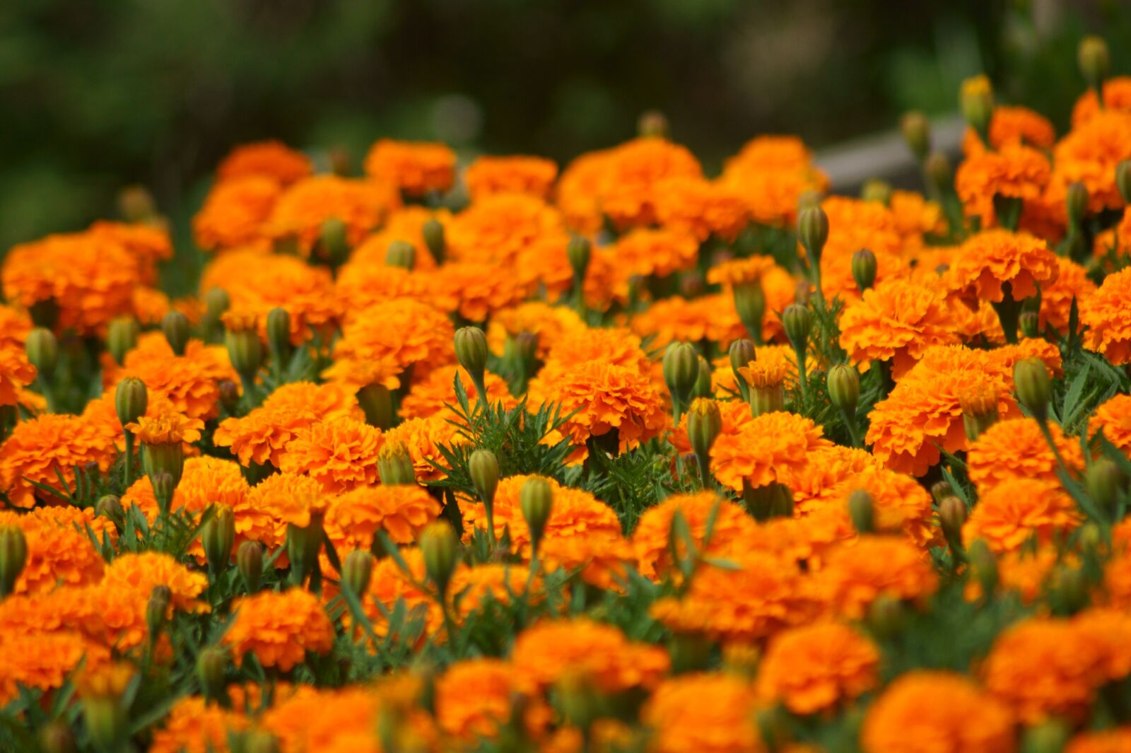 Sony SLT-A58 sample photo. Flowers, plant, close up photography