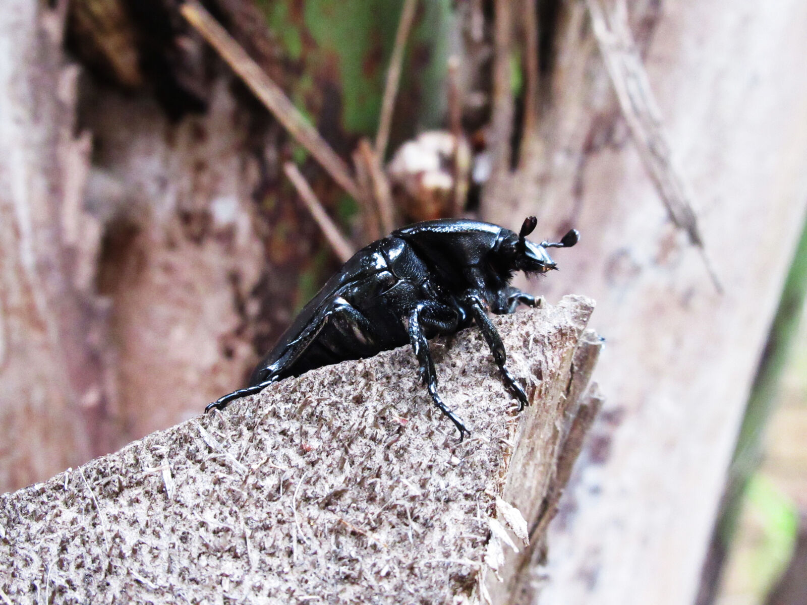 Canon PowerShot SX620 HS sample photo. Animal, black, bug, insect photography