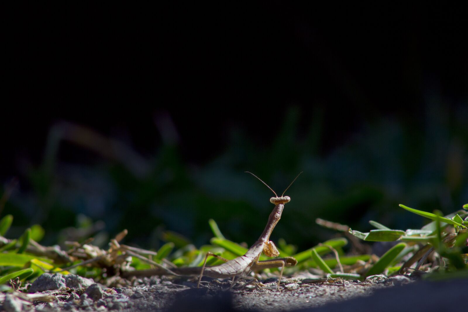 Canon EF75-300mm f/4-5.6 sample photo. Insect, mantis, nature photography