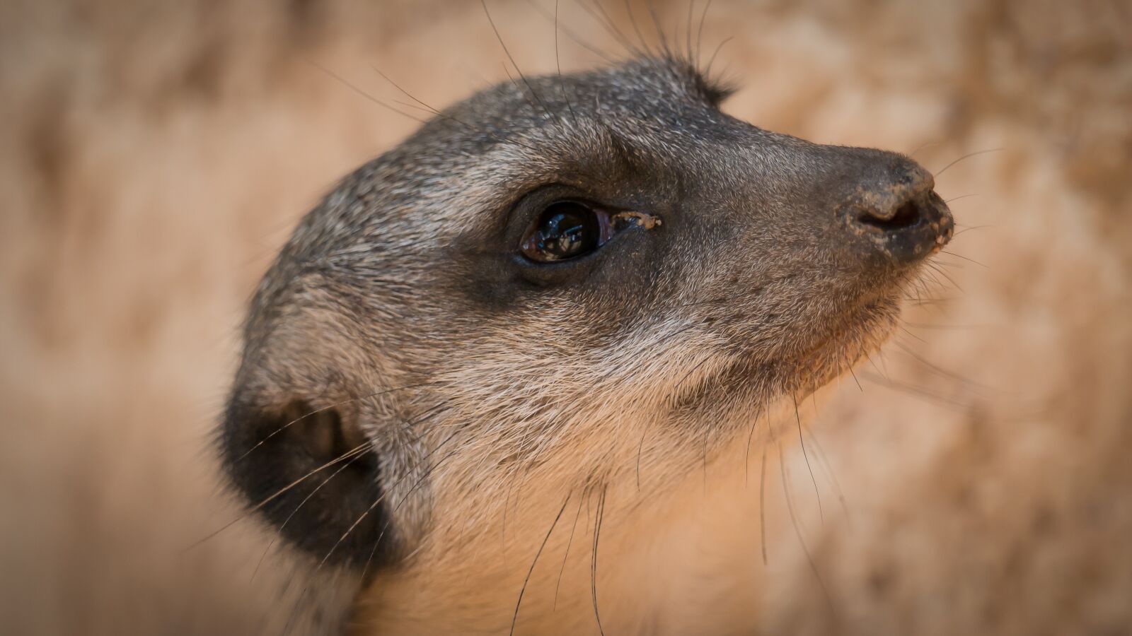 LEICA DG 100-400/F4.0-6.3 sample photo. Meerkat, prairie dog, animal photography