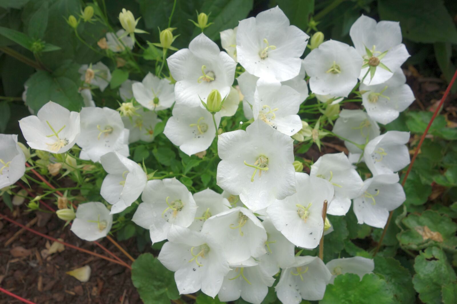 Sony Cyber-shot DSC-RX100 sample photo. Bellflower, white, plant photography