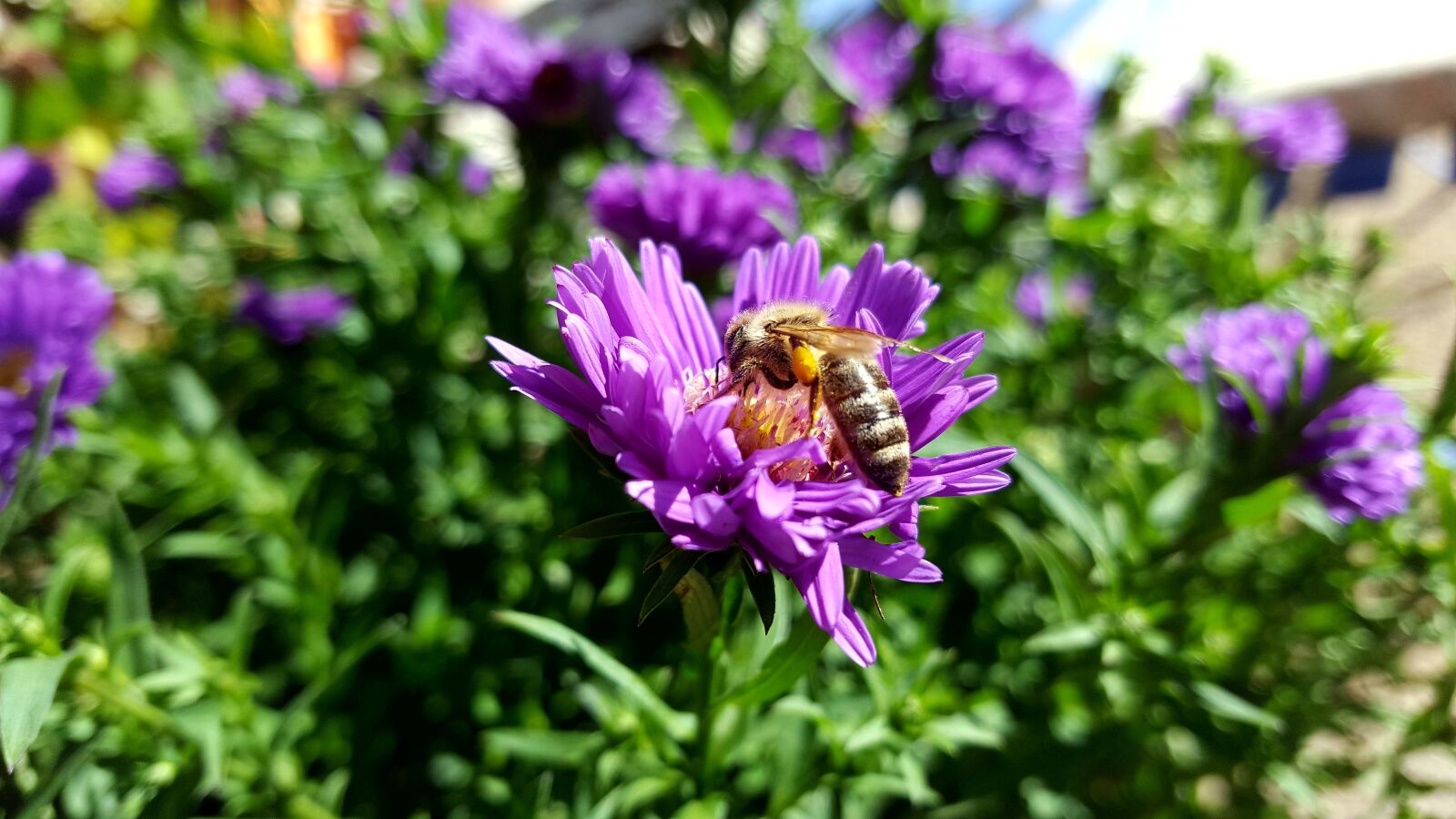 Samsung GALAXY S6 edge sample photo. Autumn, nature, bee photography