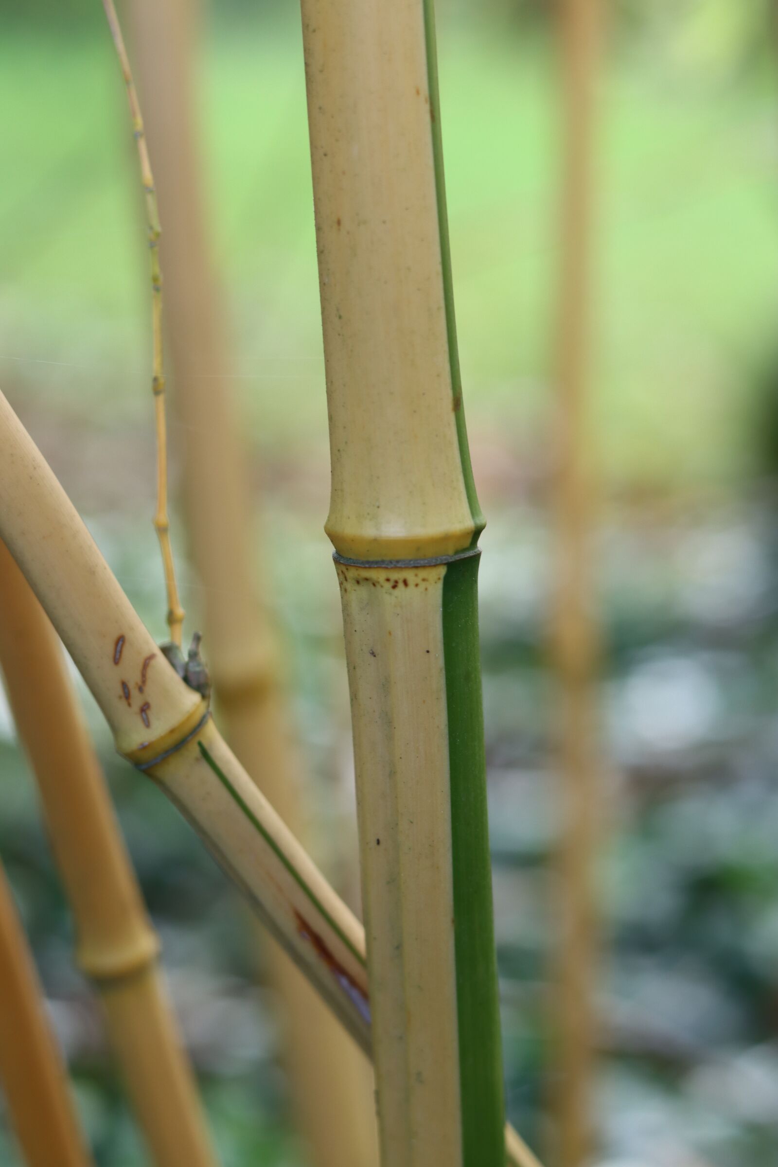 Canon EOS 90D + Canon EF 50mm F1.8 STM sample photo. Bamboo, stems, asia photography