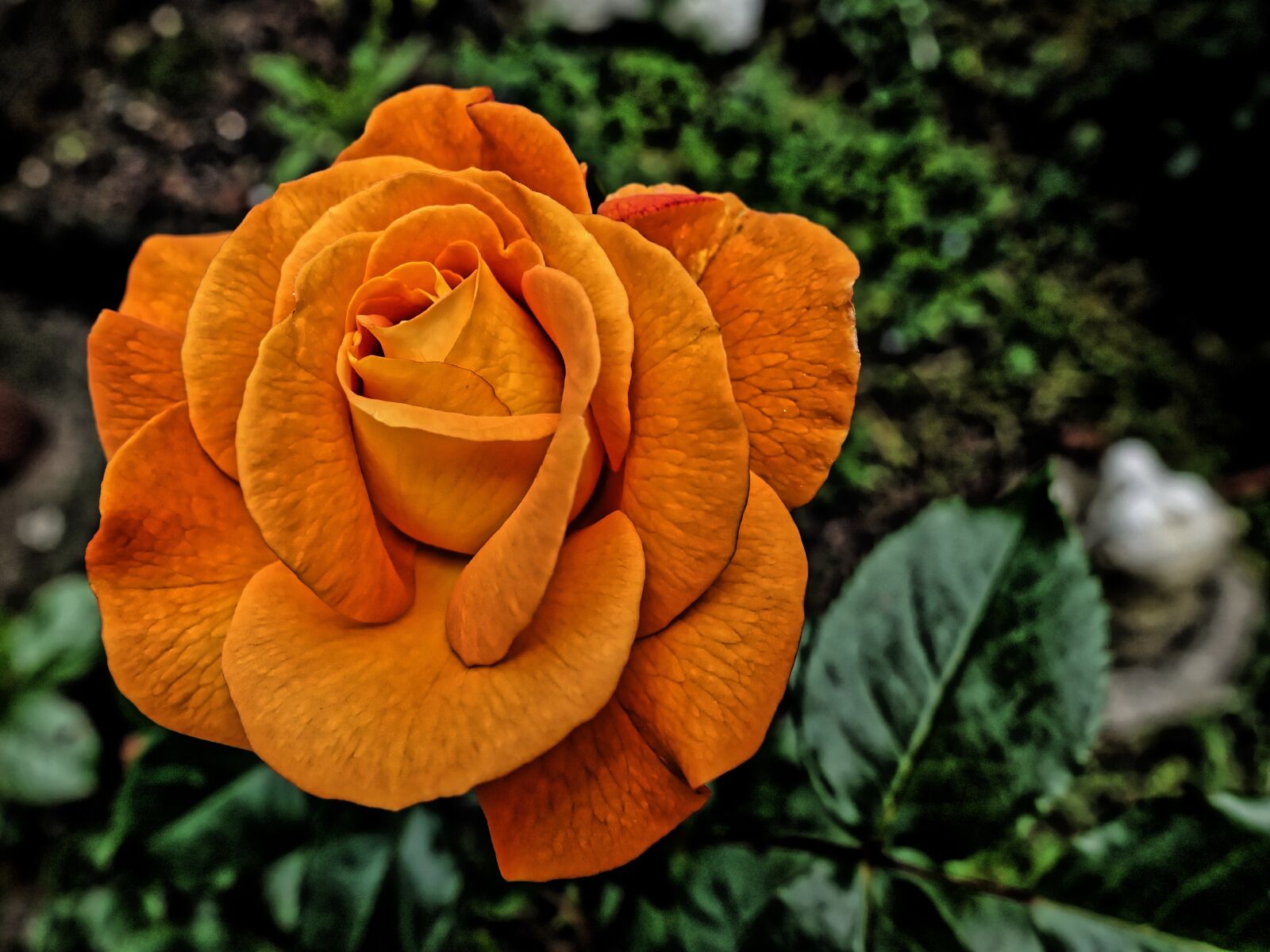 Sony DSC-RX100M5 sample photo. Rose, flower, blossom photography