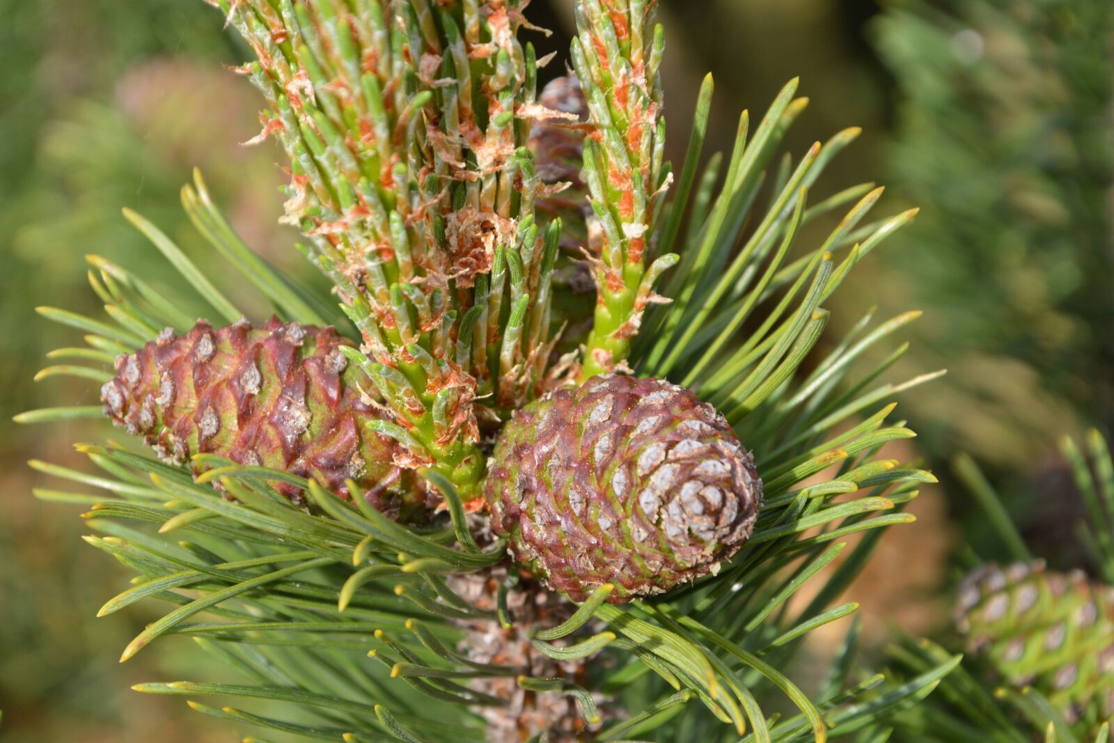 Nikon D3200 sample photo. Pine, pine cones, tap photography