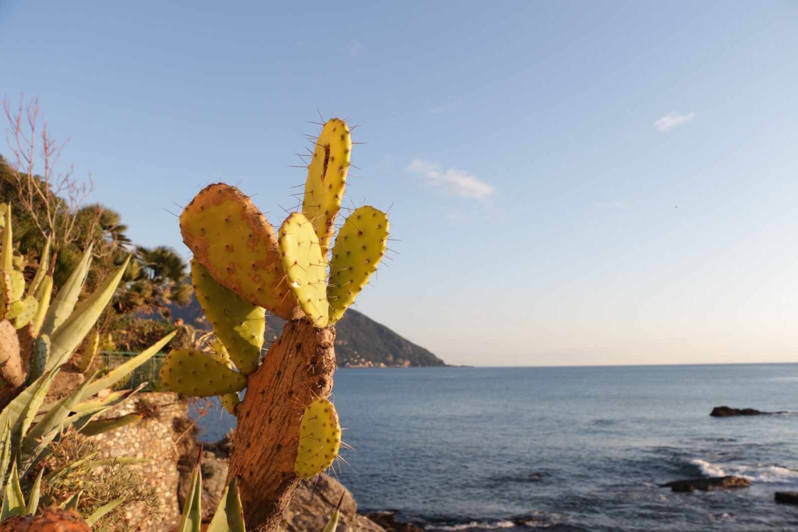 Canon EOS 650D (EOS Rebel T4i / EOS Kiss X6i) + Canon EF-S 18-135mm F3.5-5.6 IS STM sample photo. Sea, cactus, green photography