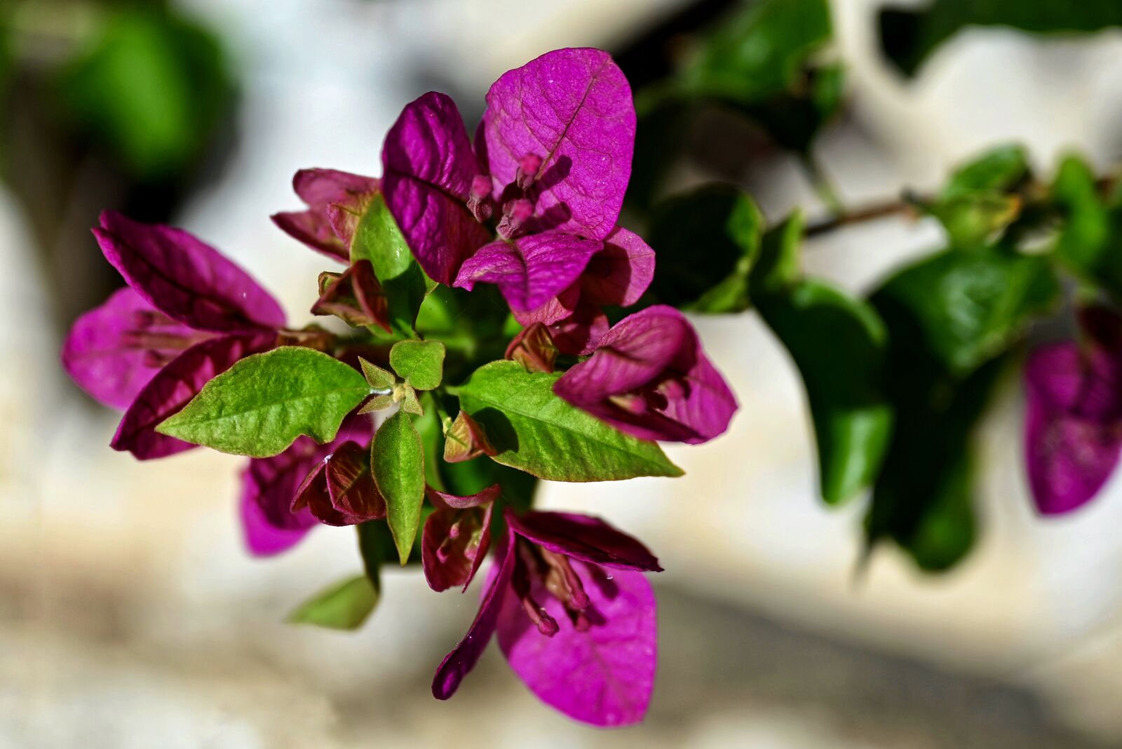 Nikon Nikkor Z 24-70mm F2.8 S sample photo. Flower, blossom, bloom photography