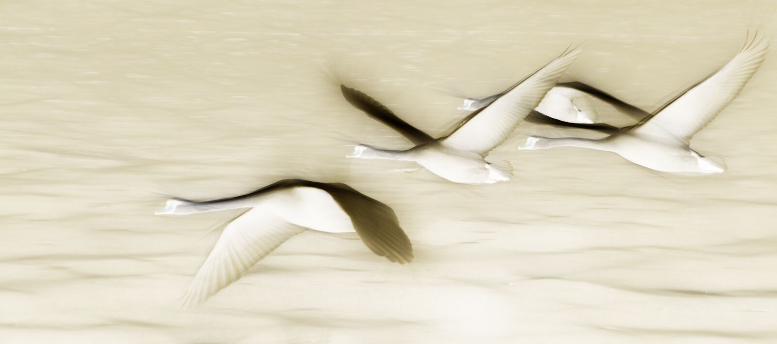 Nikon D80 sample photo. Swan, flying, birds photography