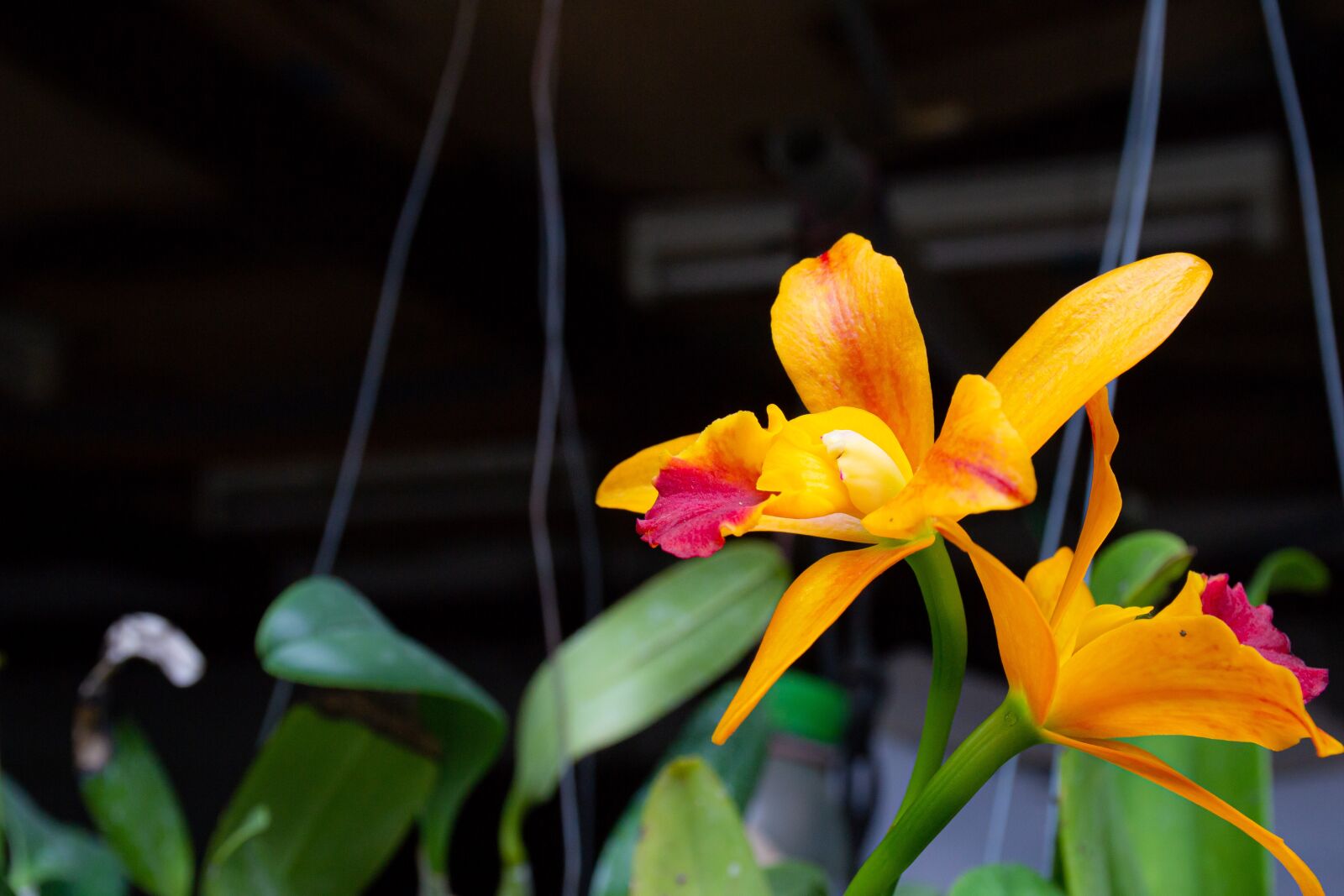 Nikon D3100 sample photo. Macro, sunlight, flower garden photography
