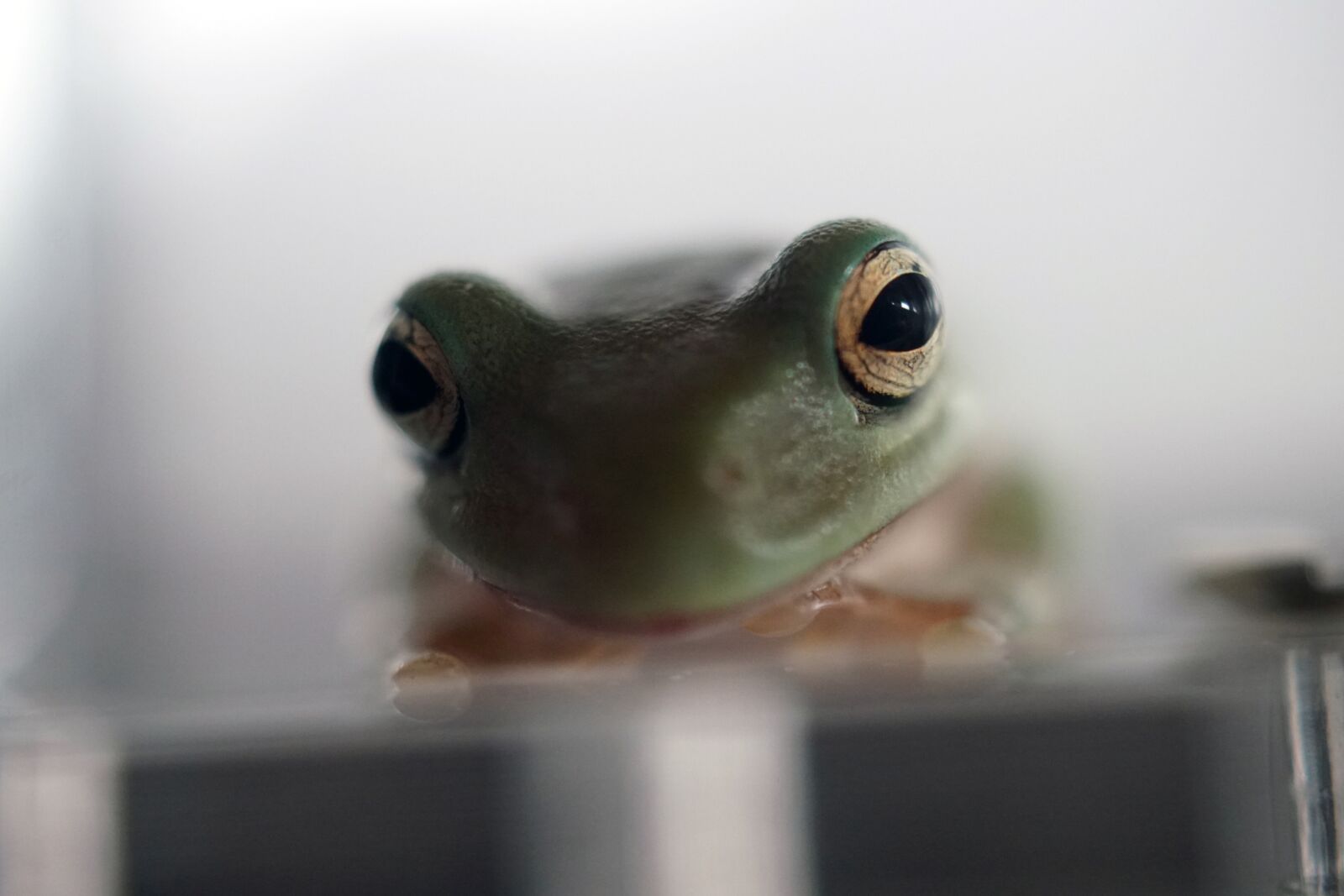 Sony DT 30mm F2.8 Macro SAM sample photo. Frog, amphibian, pet photography