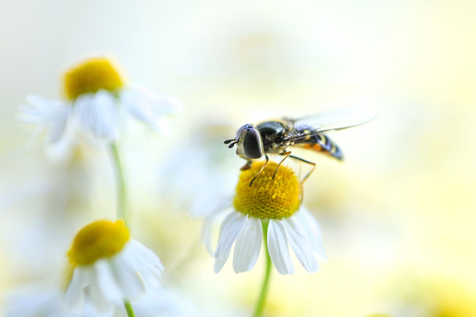 Canon EOS 5D Mark IV + Canon EF 100mm F2.8L Macro IS USM sample photo. Wasp, bee, summer photography