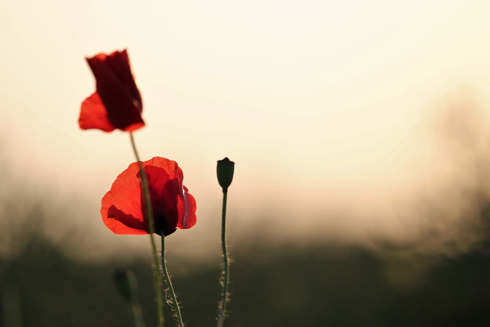 Canon EF 70-300 F4-5.6 IS II USM sample photo. Red poppys, blooming, evening photography