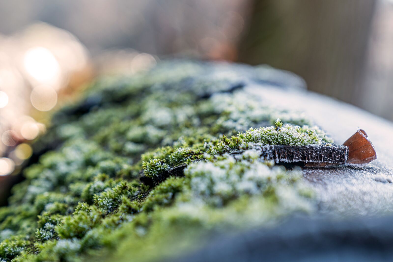 Sony FE 24-70mm F2.8 GM sample photo. Moss, ice, frost photography