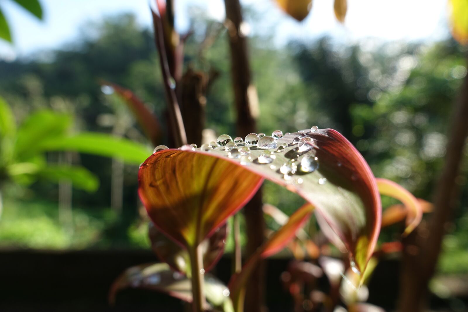 Sony Cyber-shot DSC-RX100 III sample photo. Leaf, leaves, water photography