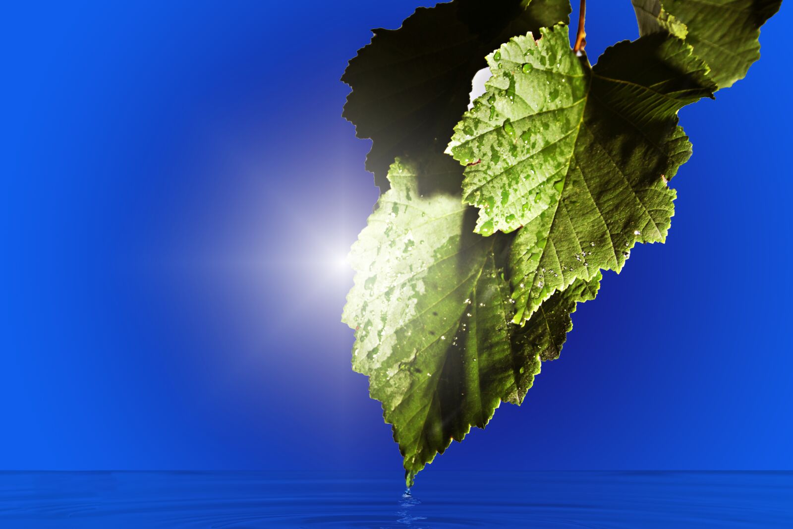 Canon EOS 7D sample photo. Leaf, green, light photography