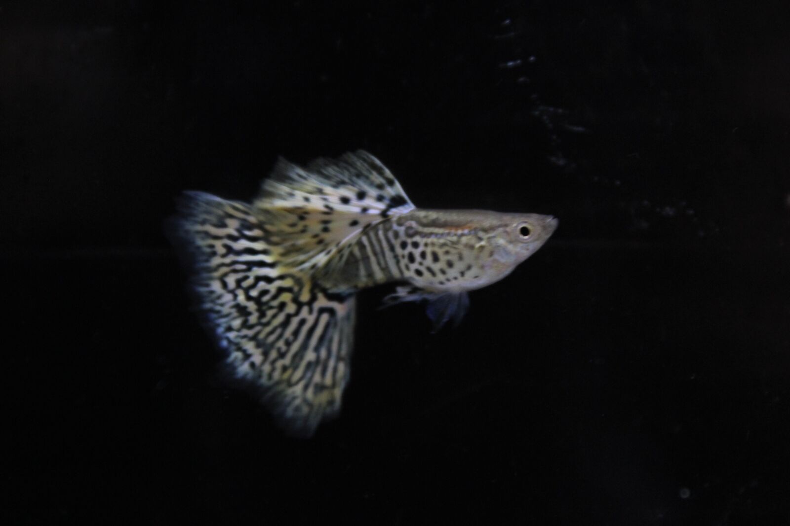 Canon EOS 1200D (EOS Rebel T5 / EOS Kiss X70 / EOS Hi) sample photo. Philippines, guppy, black background photography