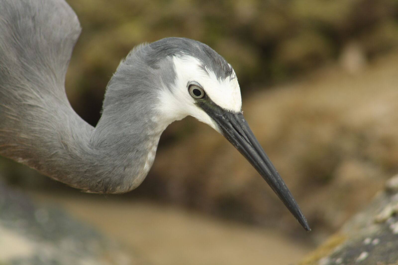 Canon EOS 1000D (EOS Digital Rebel XS / EOS Kiss F) sample photo. White faced heron, bird photography
