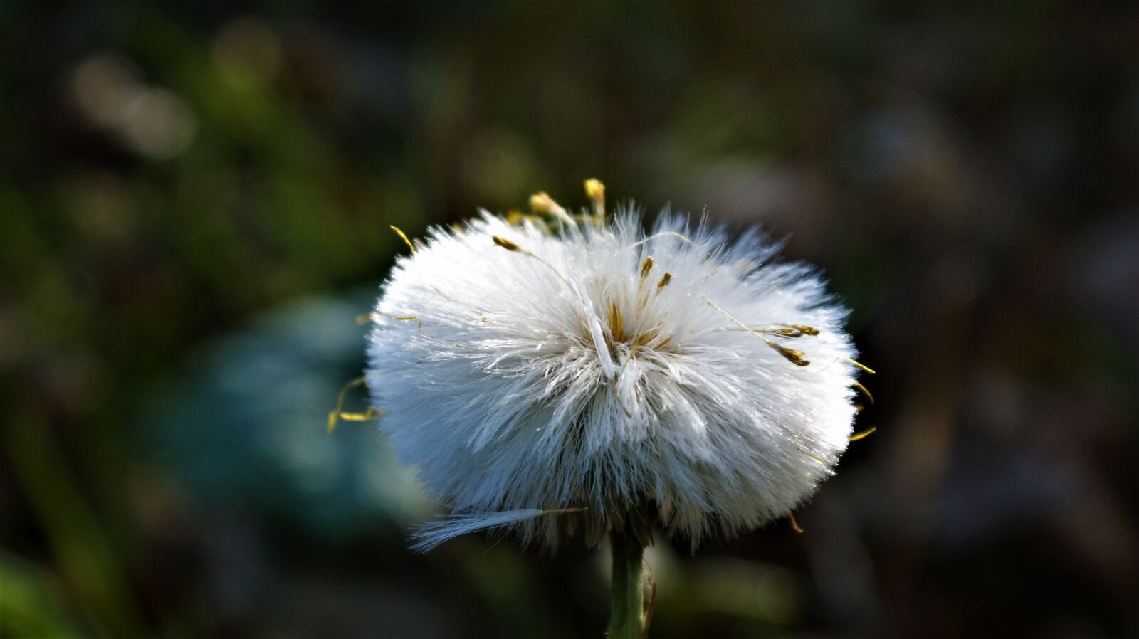 Sony Alpha DSLR-A350 sample photo. Flower, seeds, dandelion photography