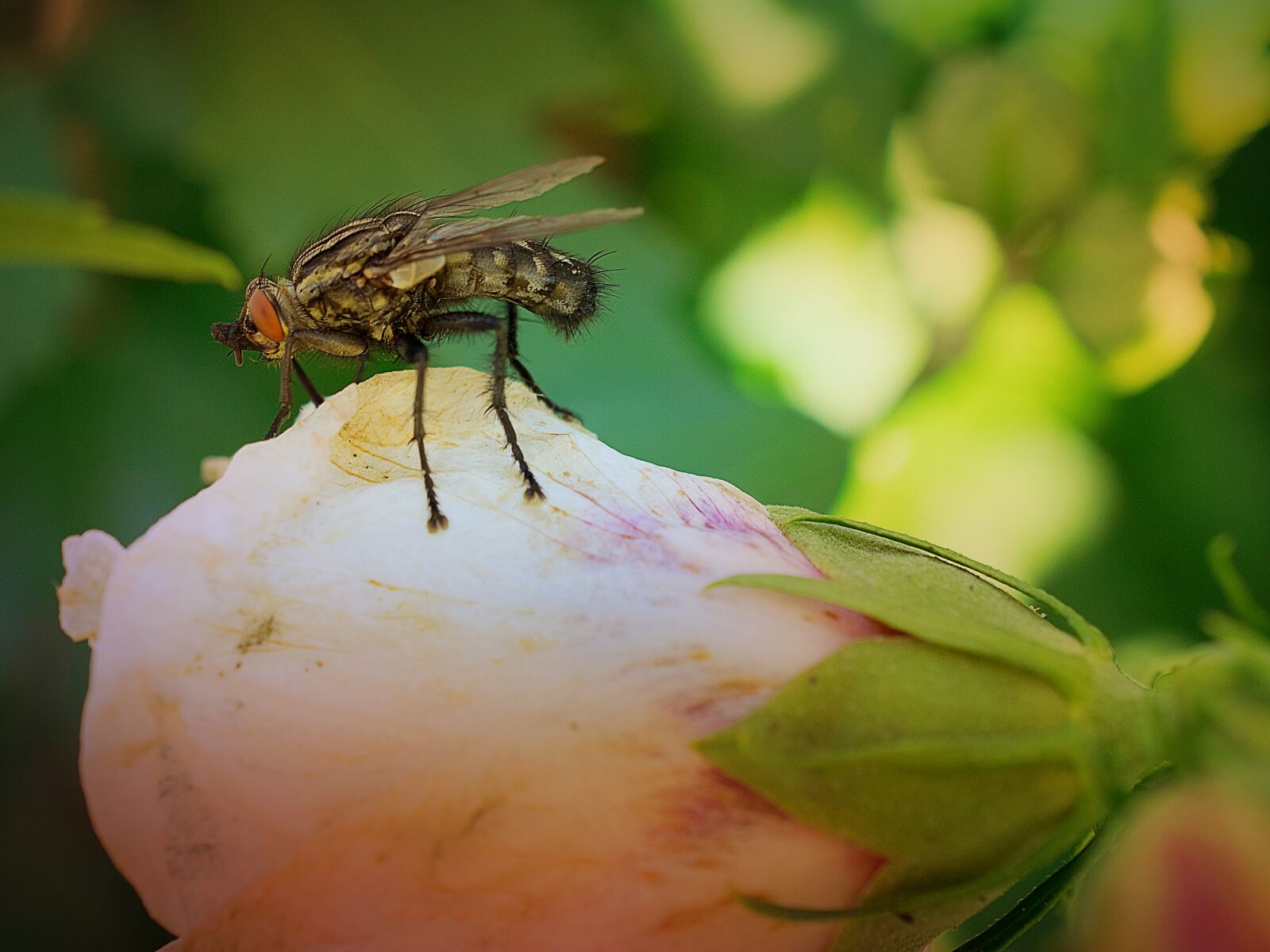 Nikon D3300 sample photo. Nature, insect, flower photography