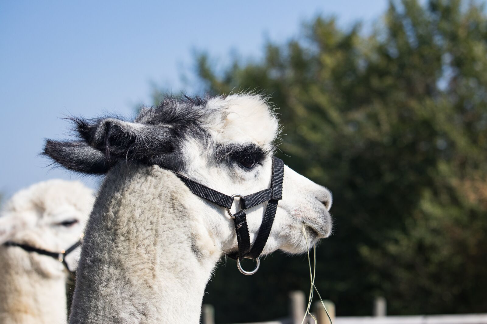 Canon EF-S 55-250mm F4-5.6 IS STM sample photo. Alpaca, animal, mammal photography
