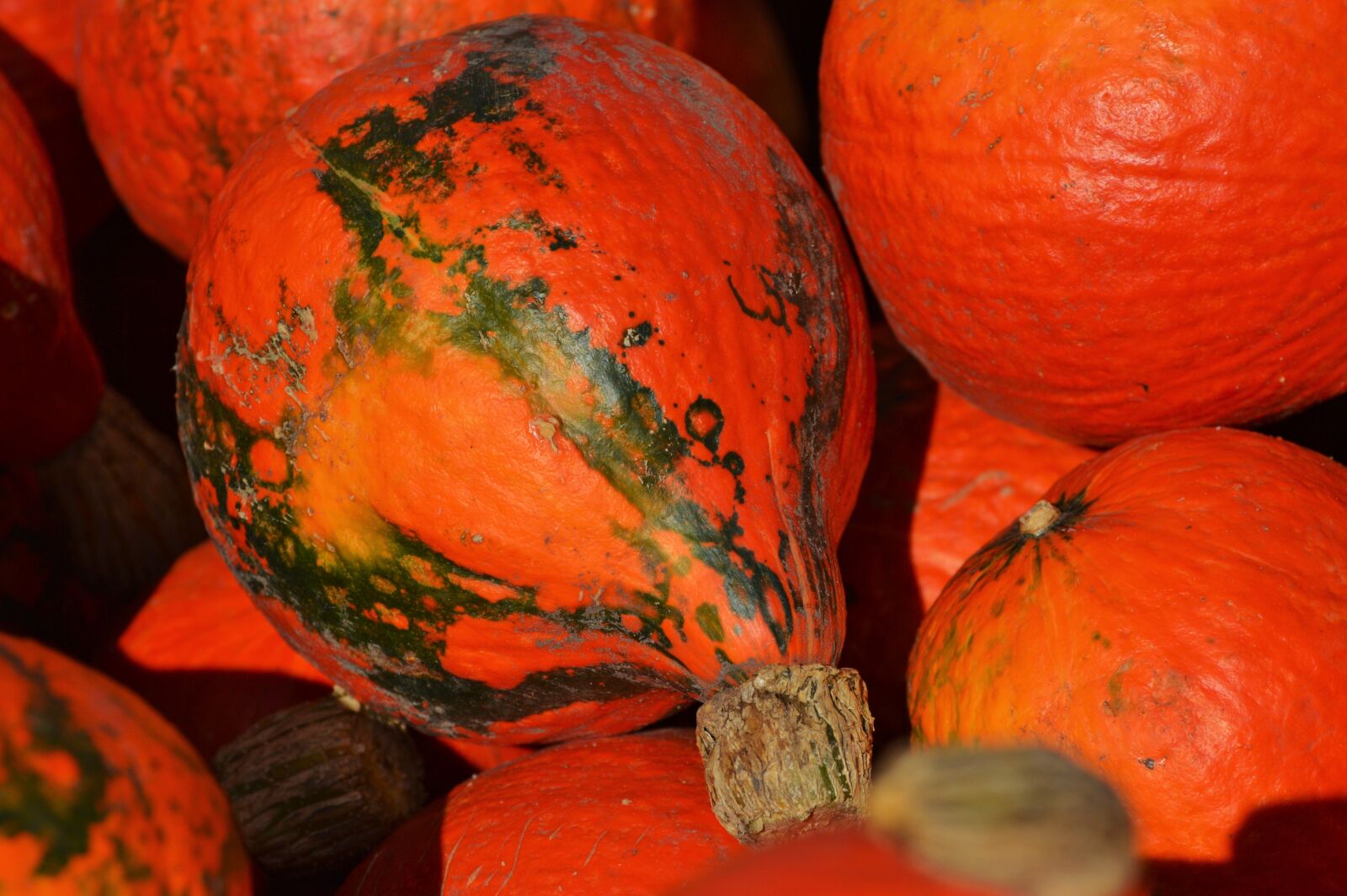 Nikon D3200 sample photo. Pumpkin, fruit, orange photography