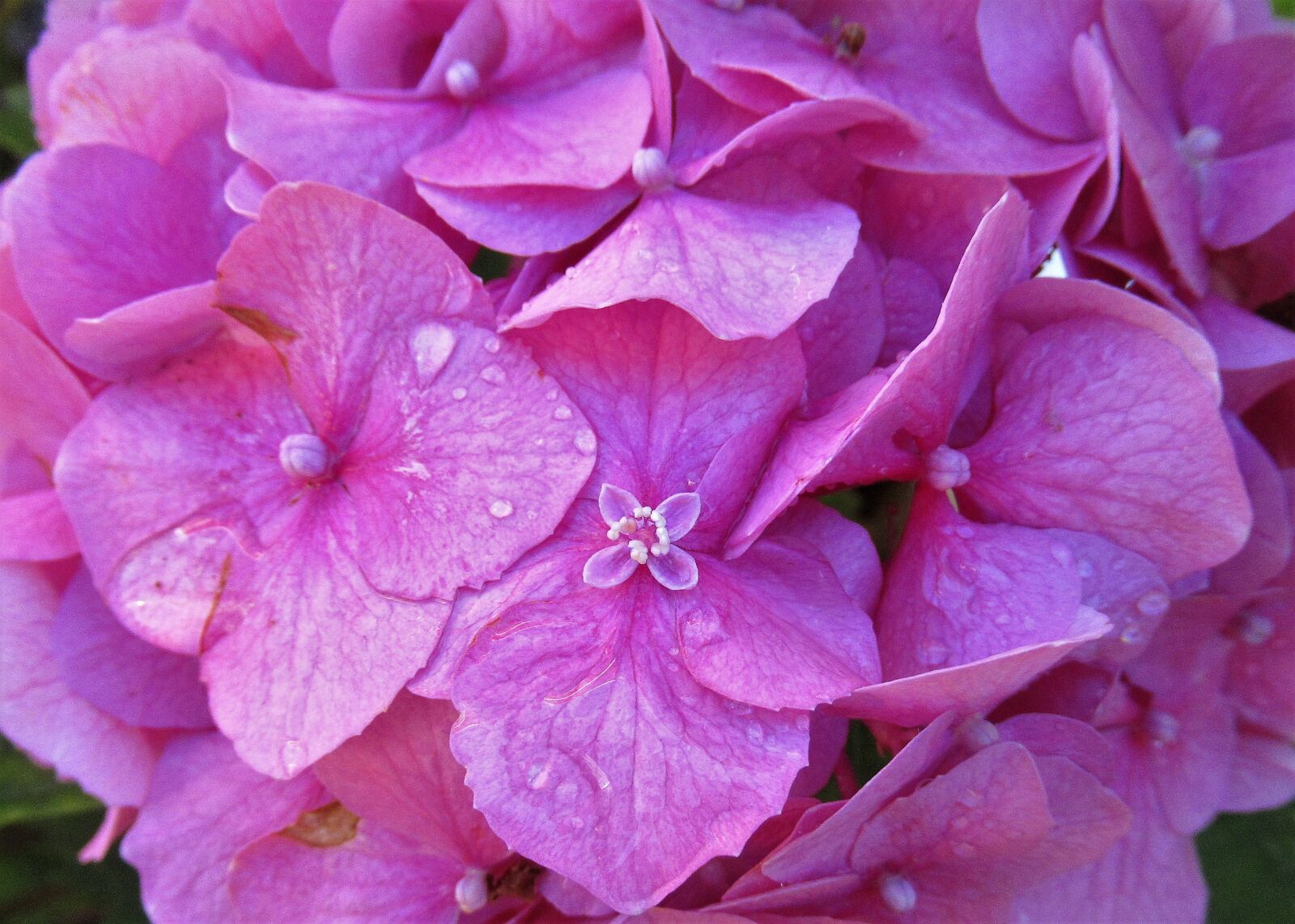 Canon PowerShot SX620 HS sample photo. Flower, hydrangea, nature photography