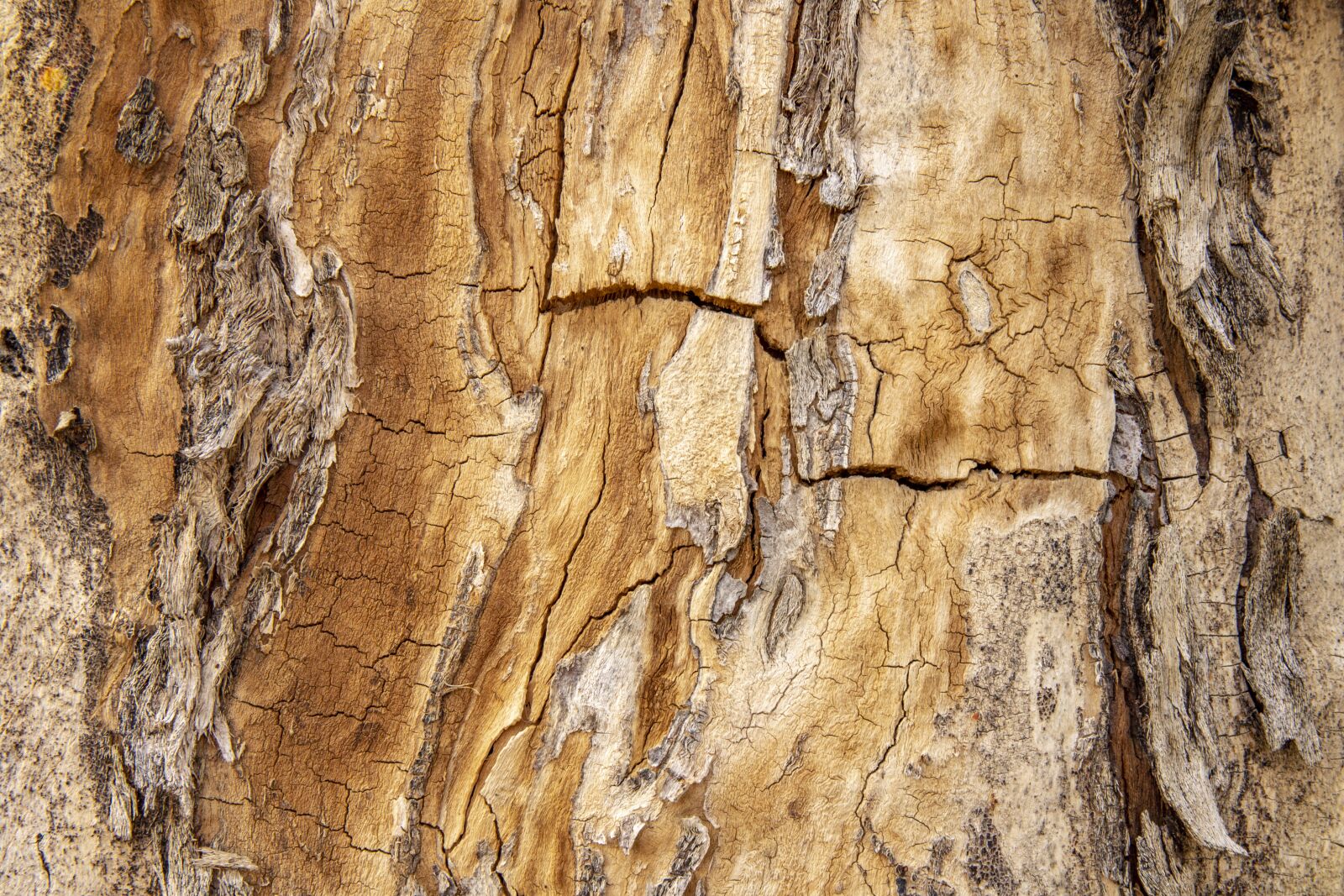 Canon EOS 6D Mark II sample photo. Texture, tree, wood photography