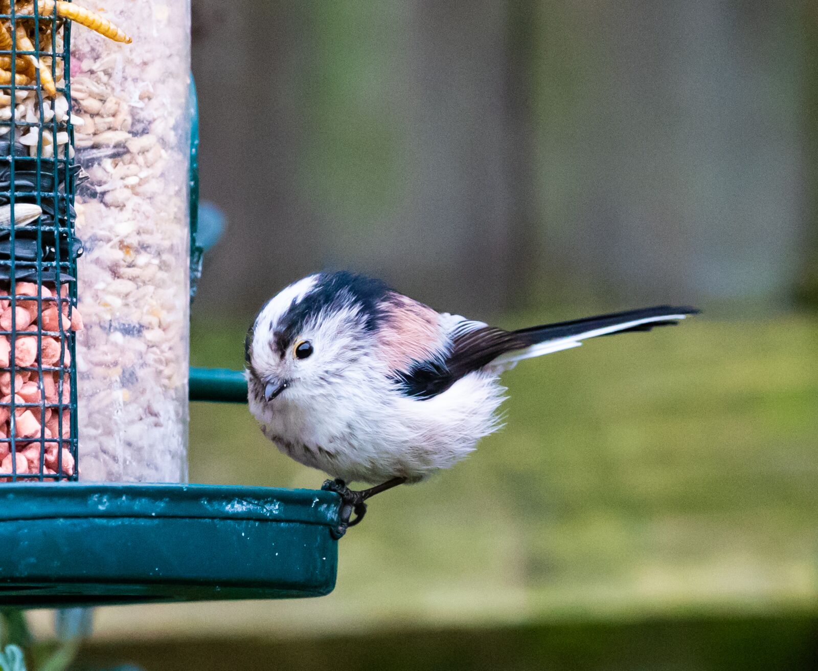 Canon EOS 7D Mark II sample photo. Long tailed tit, pink photography