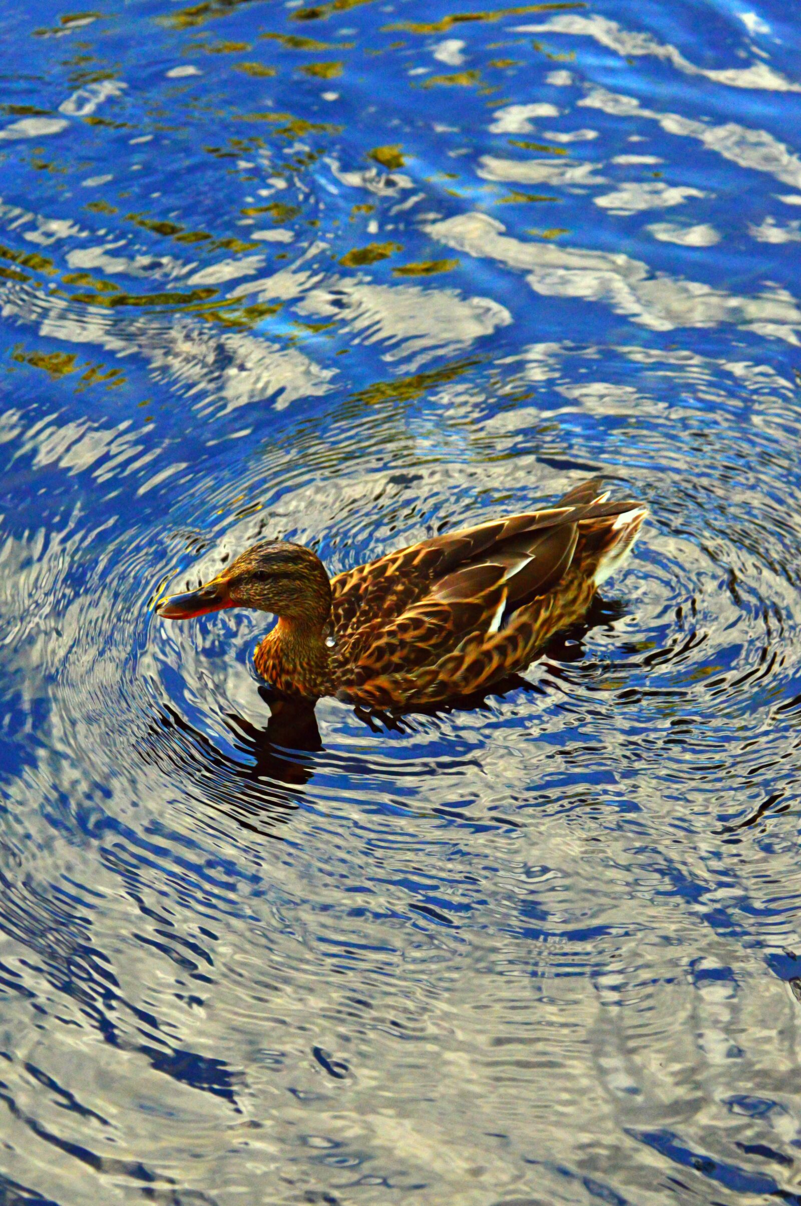 Nikon D3200 sample photo. Duck, wild ducks, bird photography