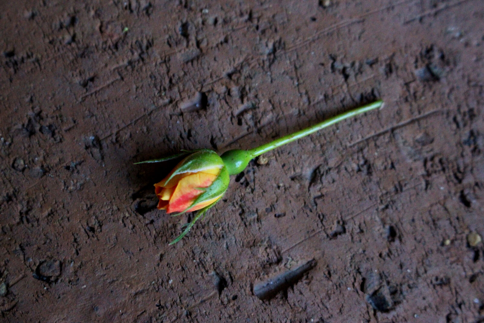 Canon EOS 700D (EOS Rebel T5i / EOS Kiss X7i) sample photo. Rose, bud photography