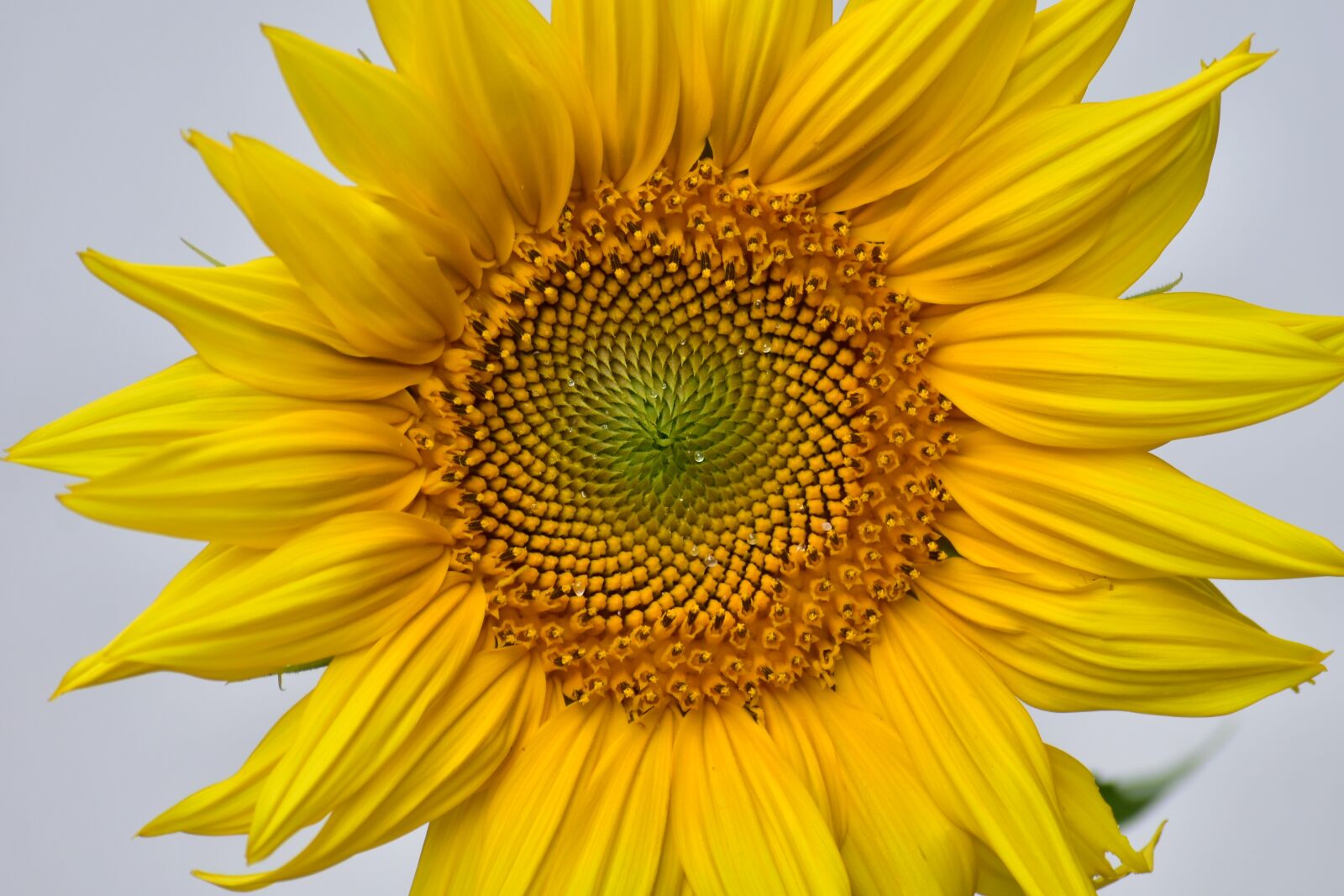 Nikon D7200 sample photo. Sunflower, yellow, growth photography
