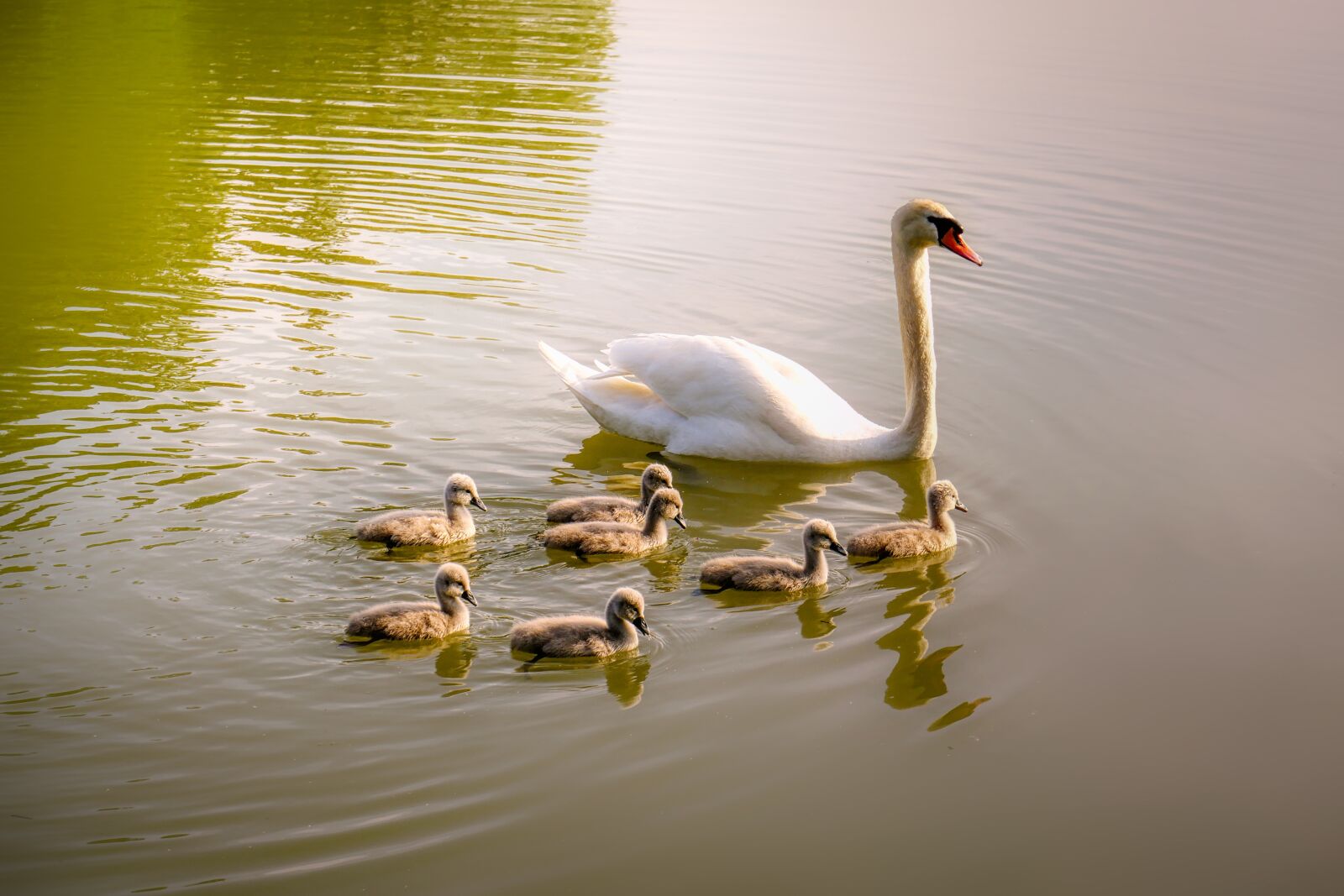 Panasonic Lumix DMC-GX8 sample photo. Swan, swan family, chicks photography