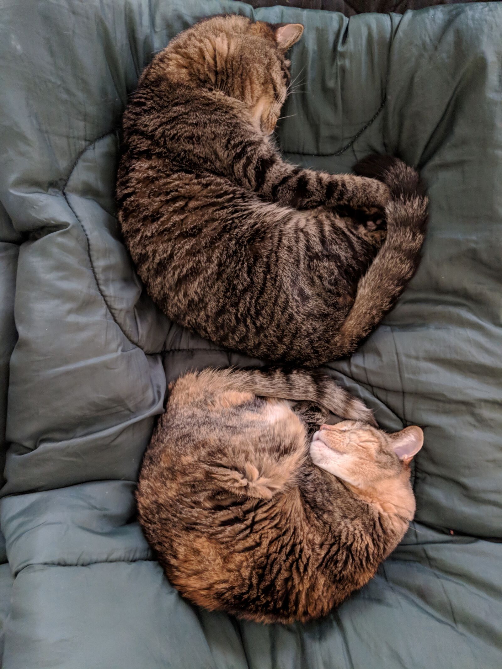 Google Pixel 2 XL sample photo. Cats, sleep, pet photography
