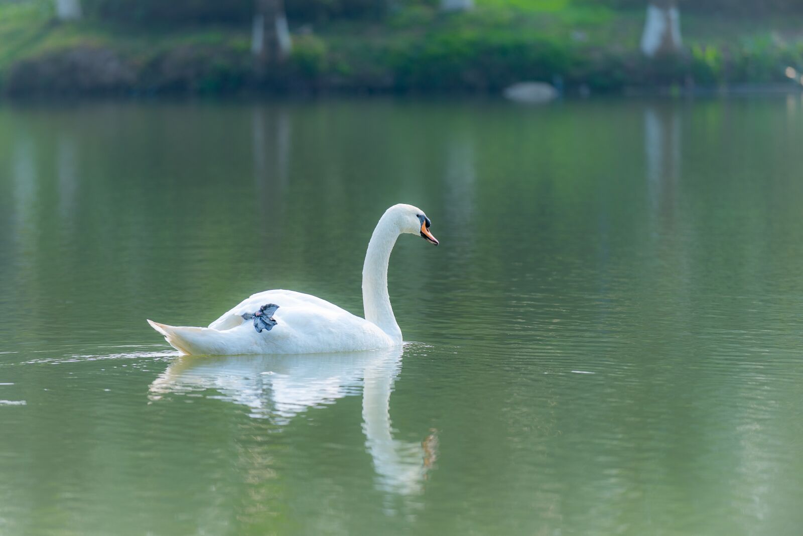 Nikon D810 sample photo. Swan, outdoor, water photography