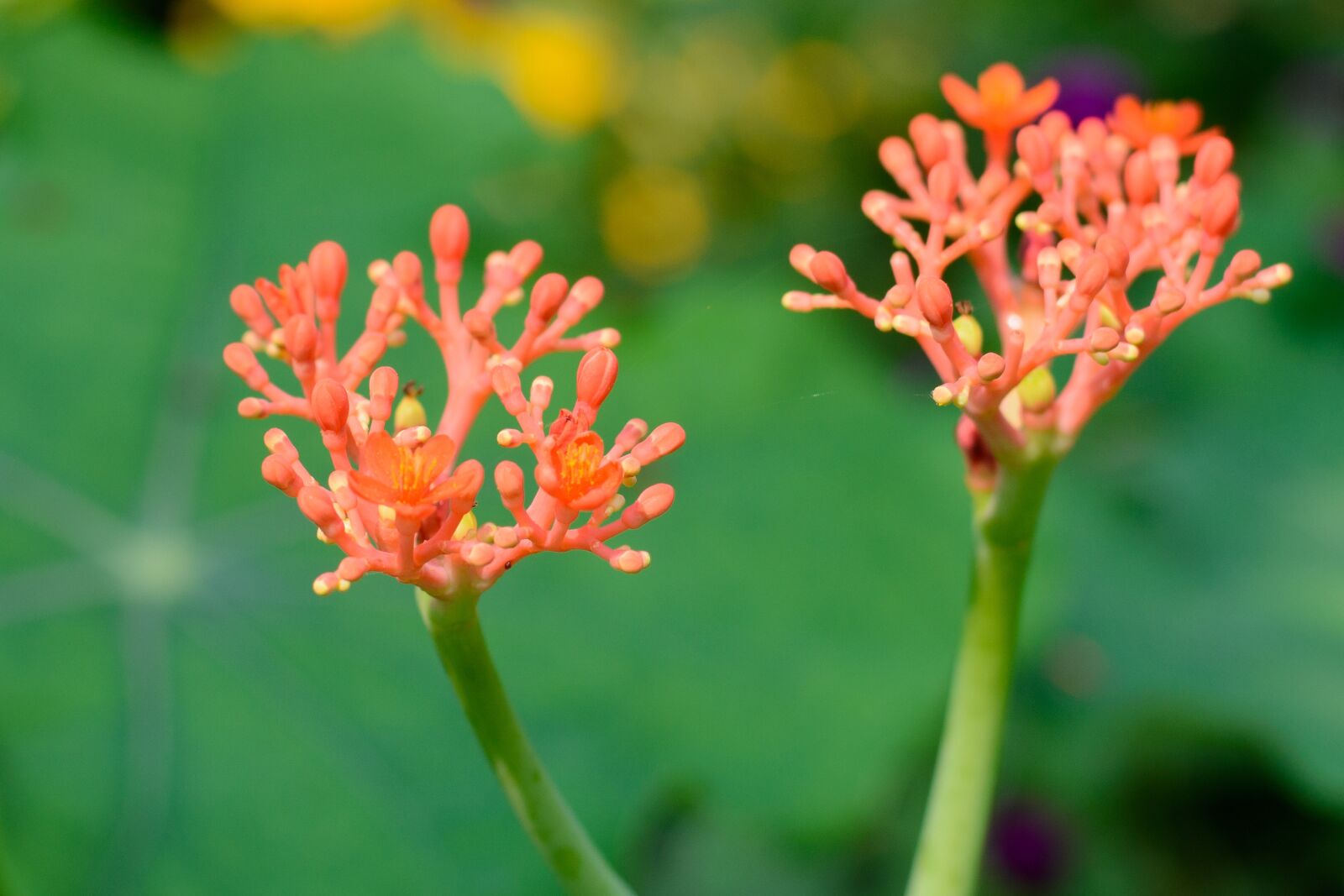 Nikon D7100 sample photo. Flower, nature, red photography