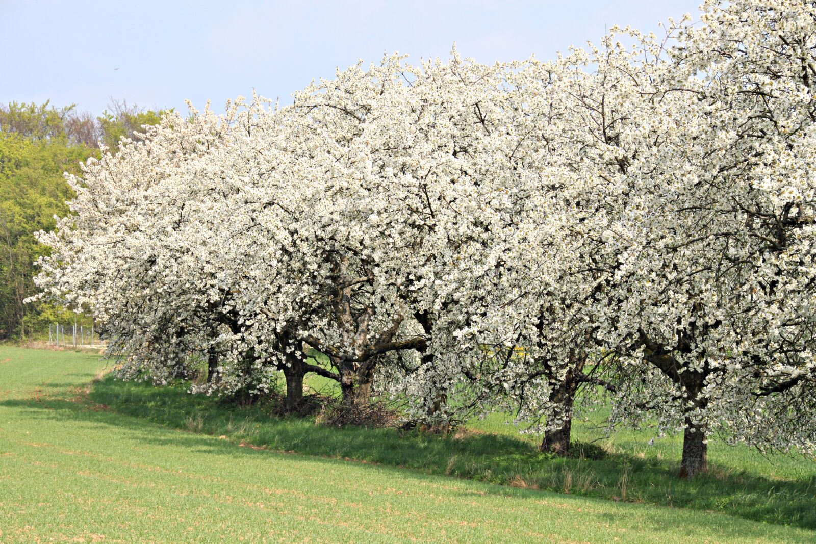 Canon EOS 500D (EOS Rebel T1i / EOS Kiss X3) sample photo. Franconian switzerland, spring, cherry photography